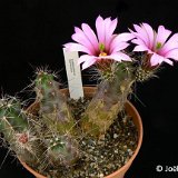 Echinocereus berlandieri ©JLcoll.1158.jpg